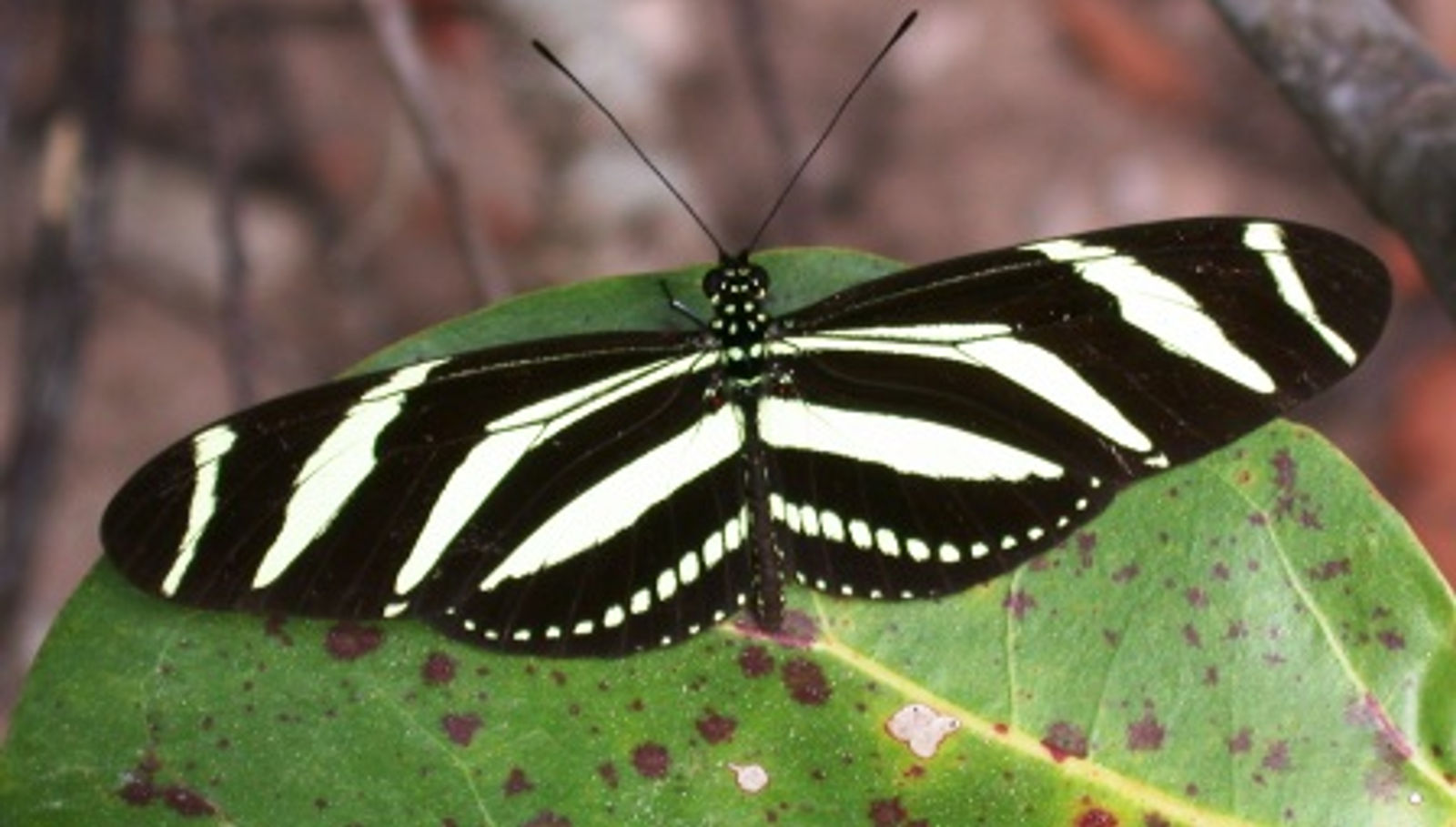 The Zebra