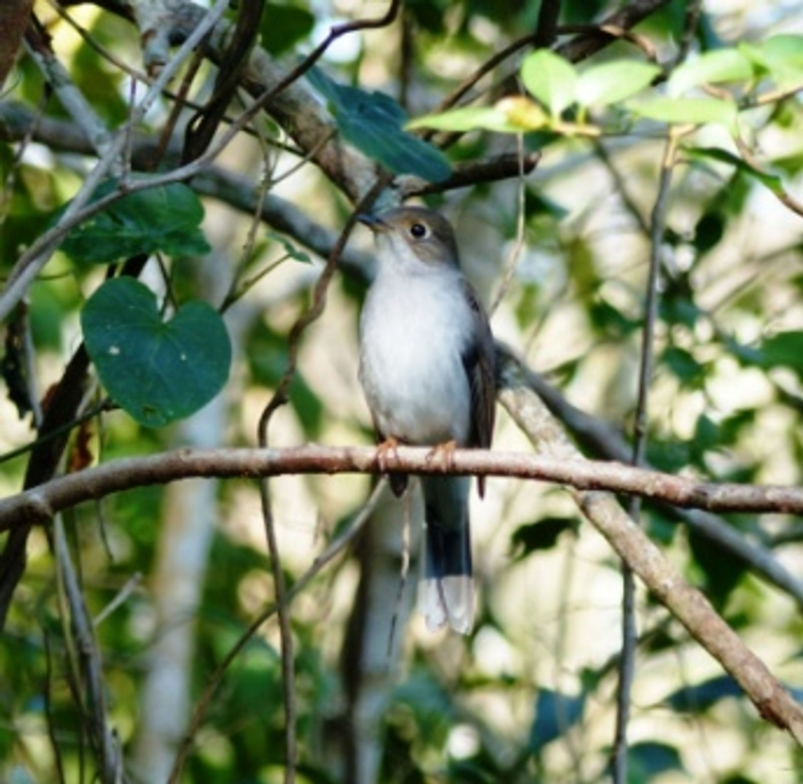 Cuban Solitaire
