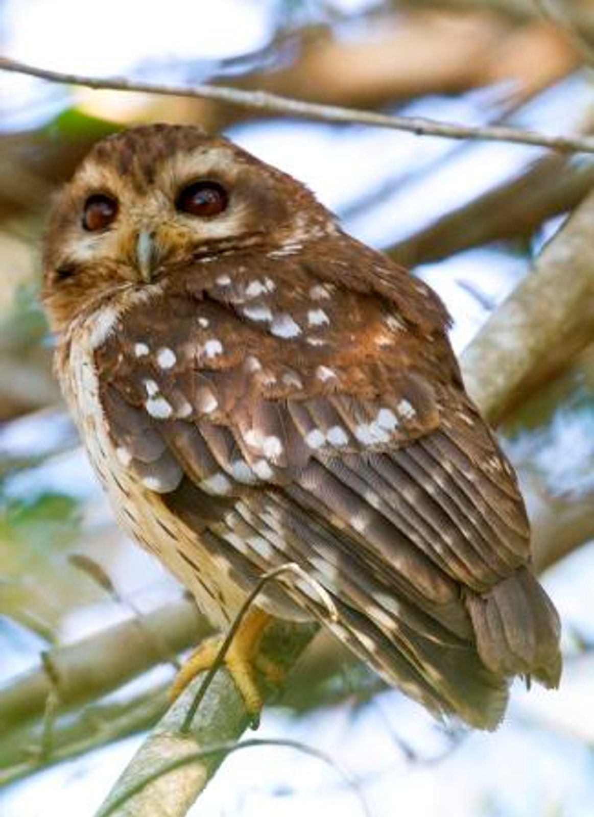 Cuban Screech Owl