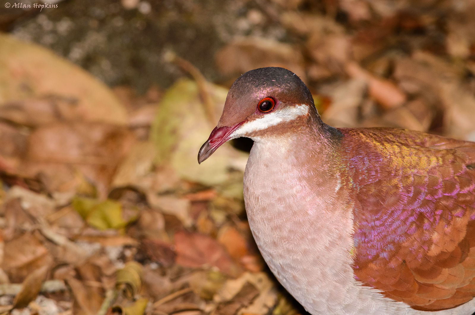 Key West Quail-Dove