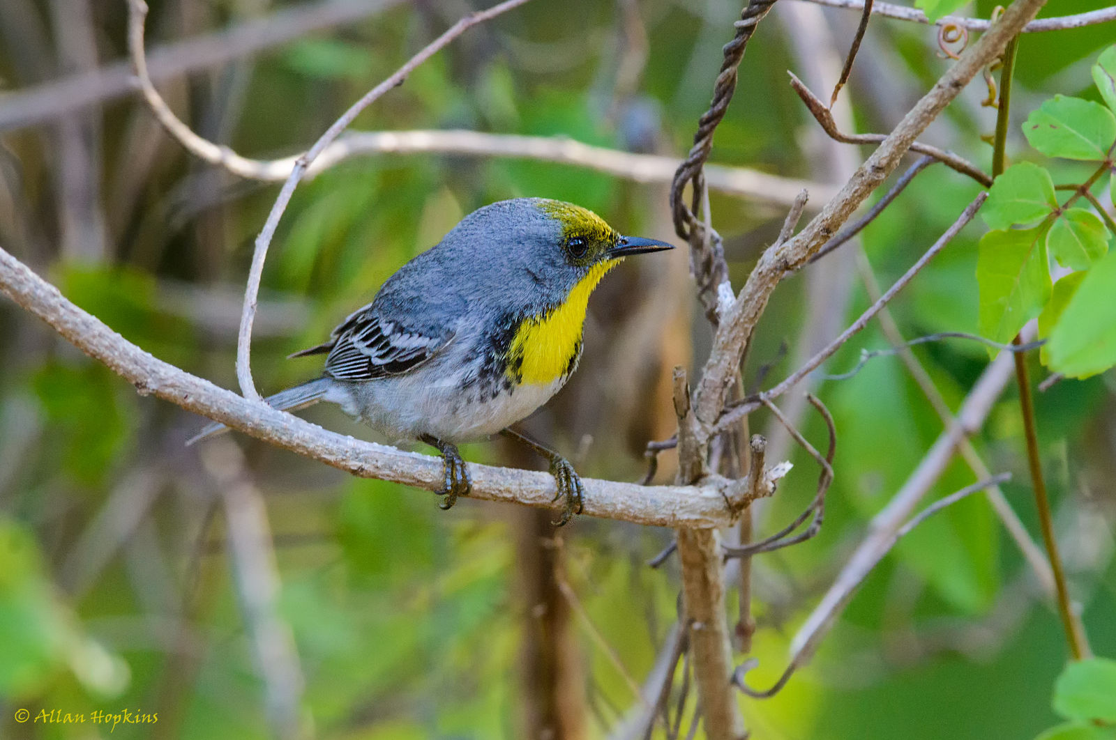 Olive-capped Warbler