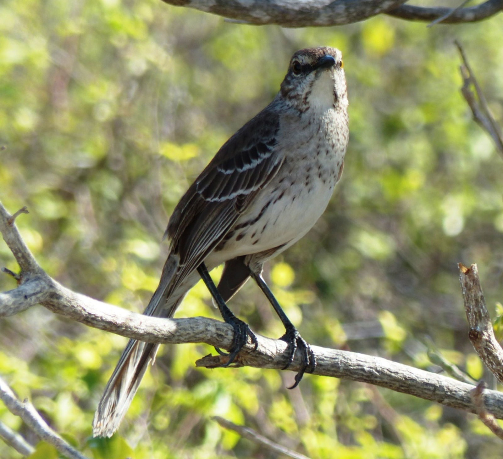 Bahama Mockingbird