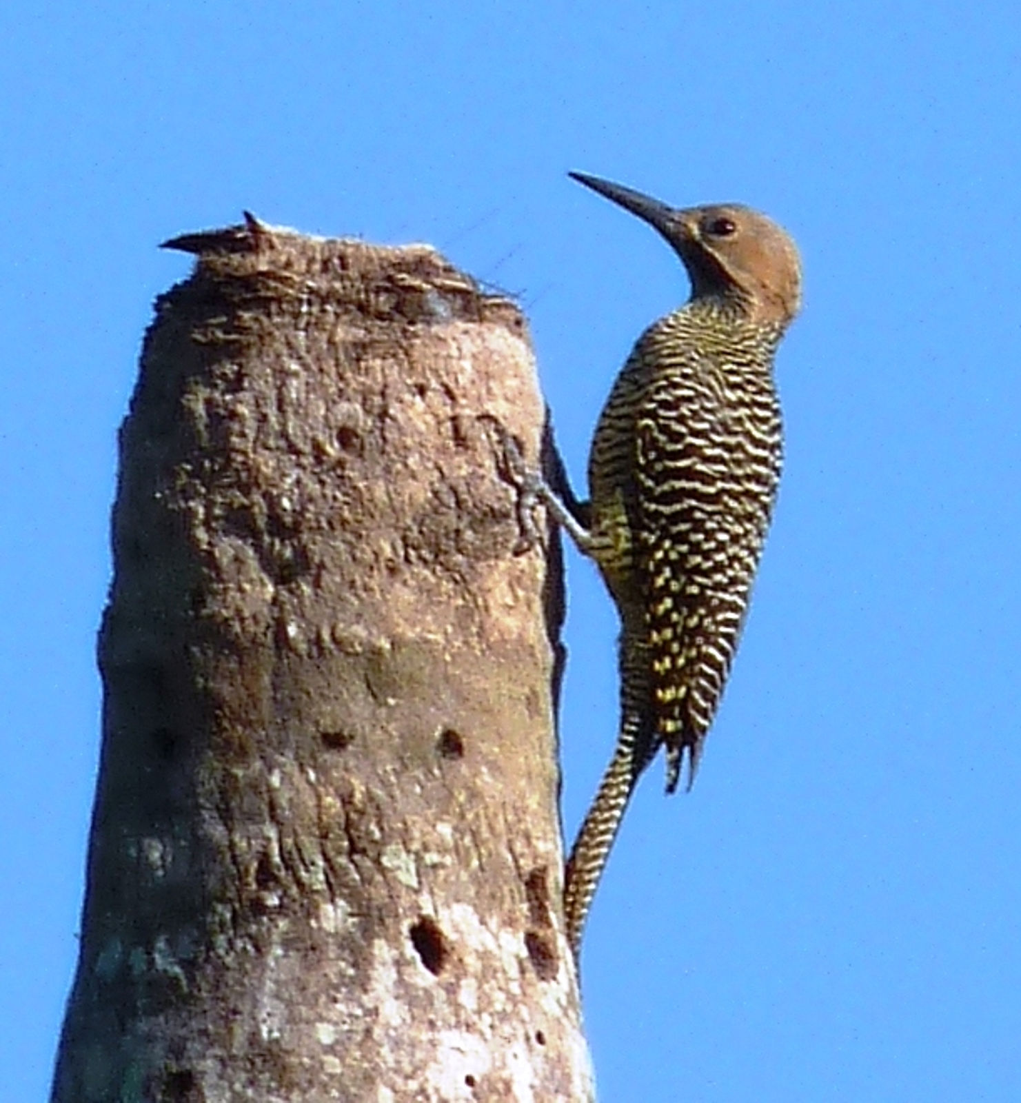 Fernandina's Flicker