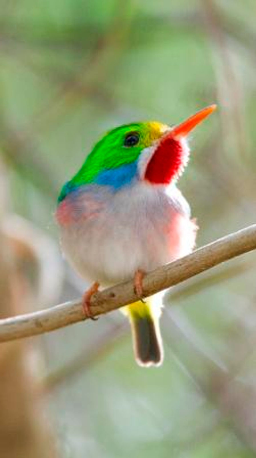 Cuban Tody