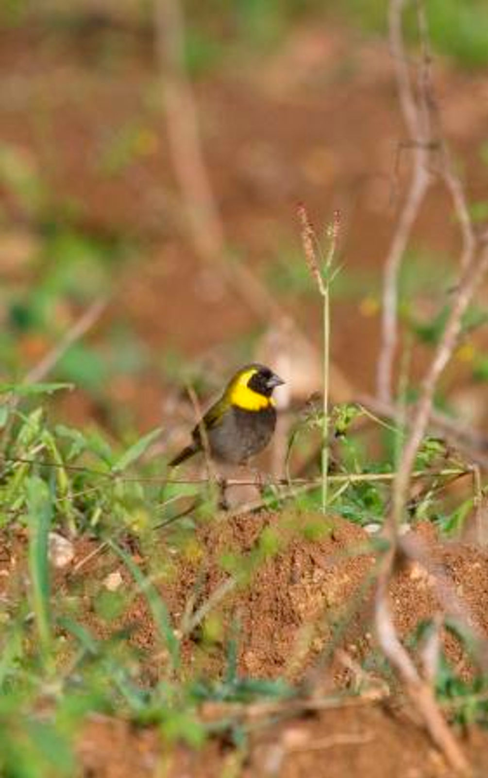 Cuban Grassquit