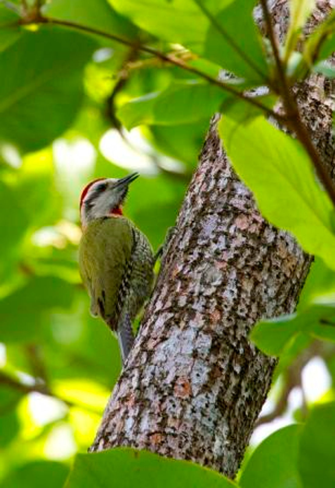 Cuban Green Woodpecker