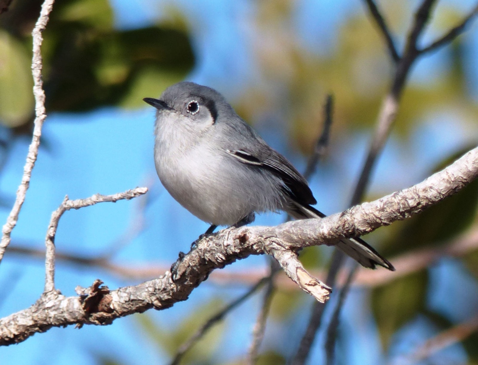 Cuban Gnatcatcher