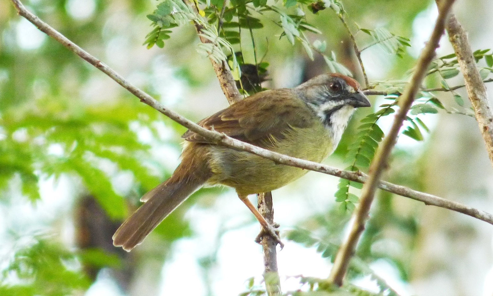 Cuban Sparrow