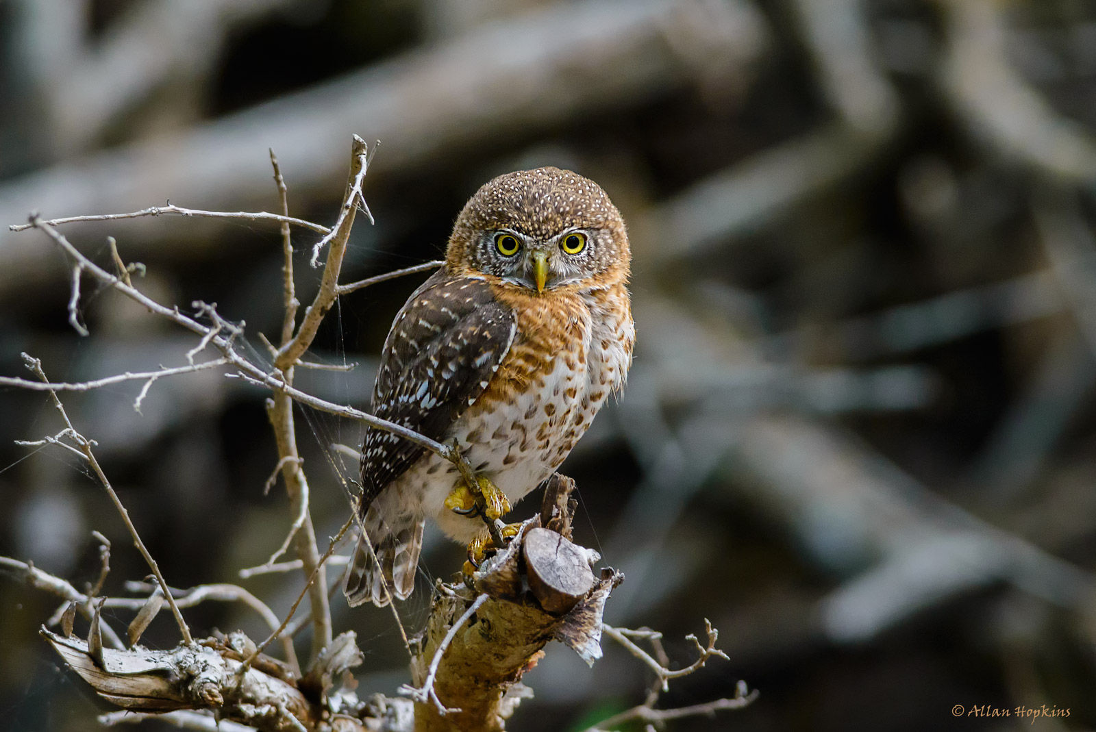 Cuban Pygmy Owl