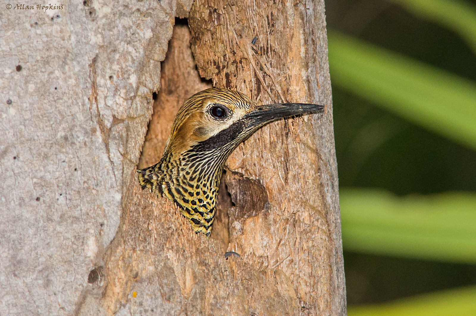 Fernandina's Flicker