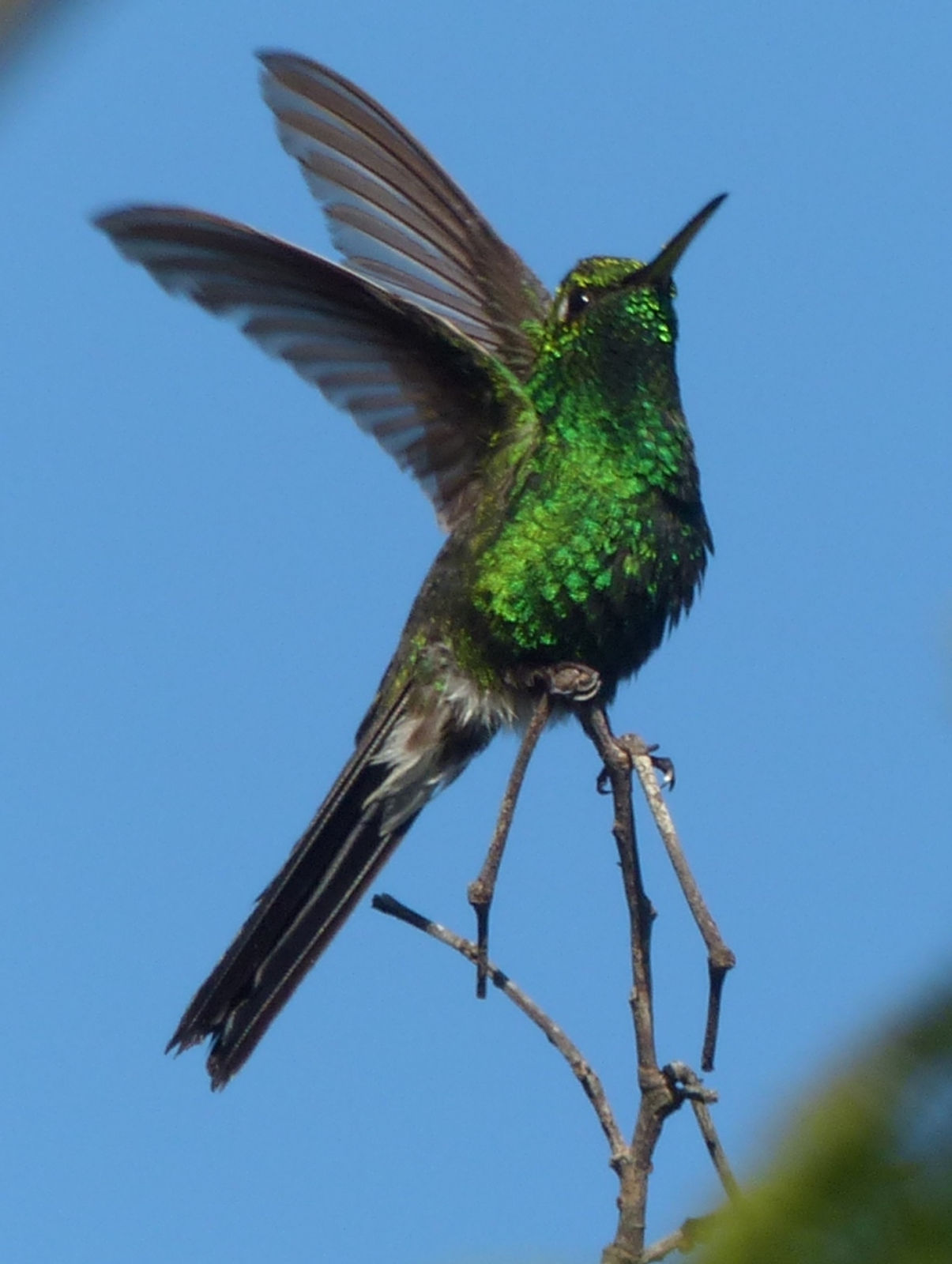 Cuban Emerald
