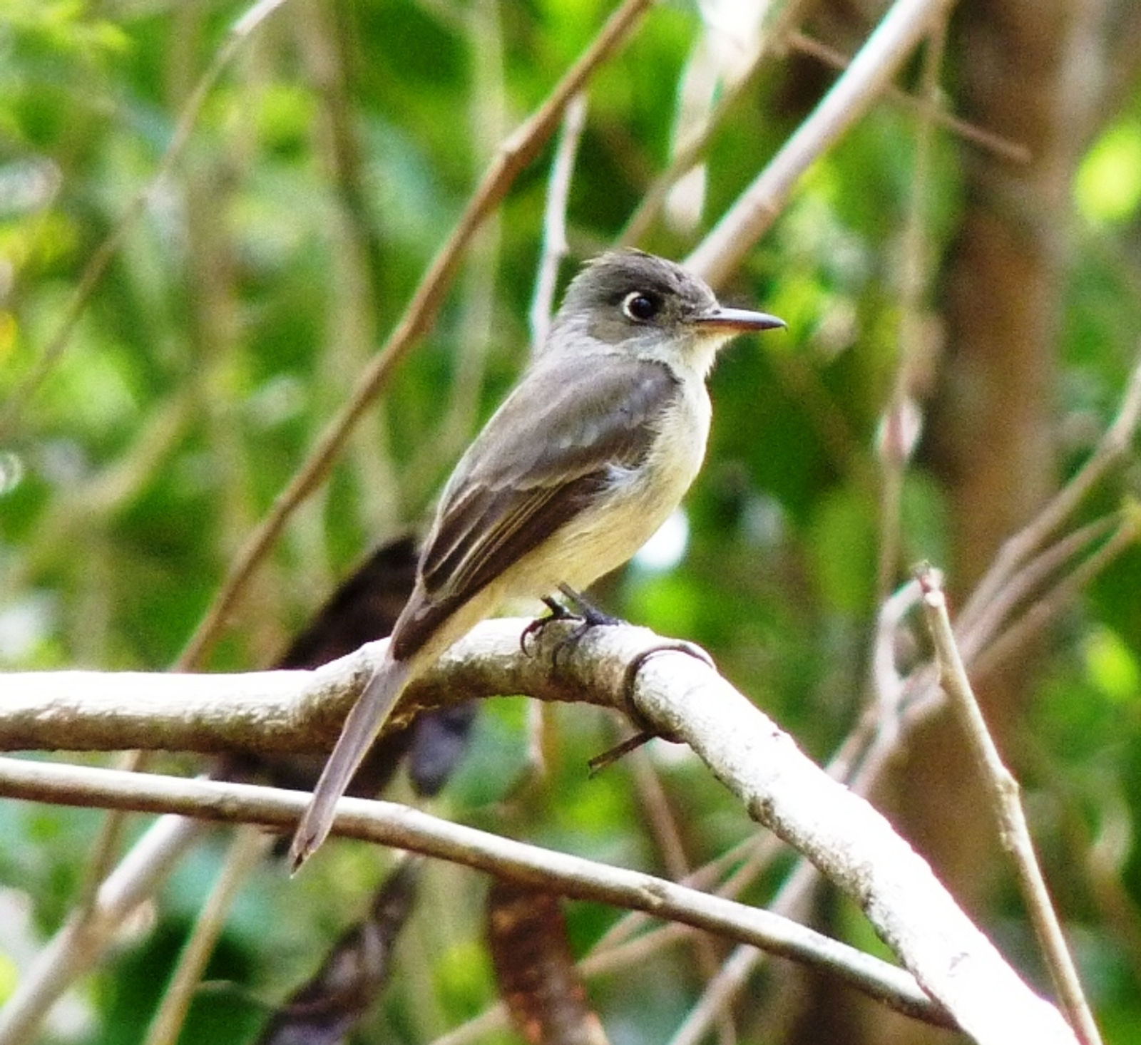 Cuban Pewee