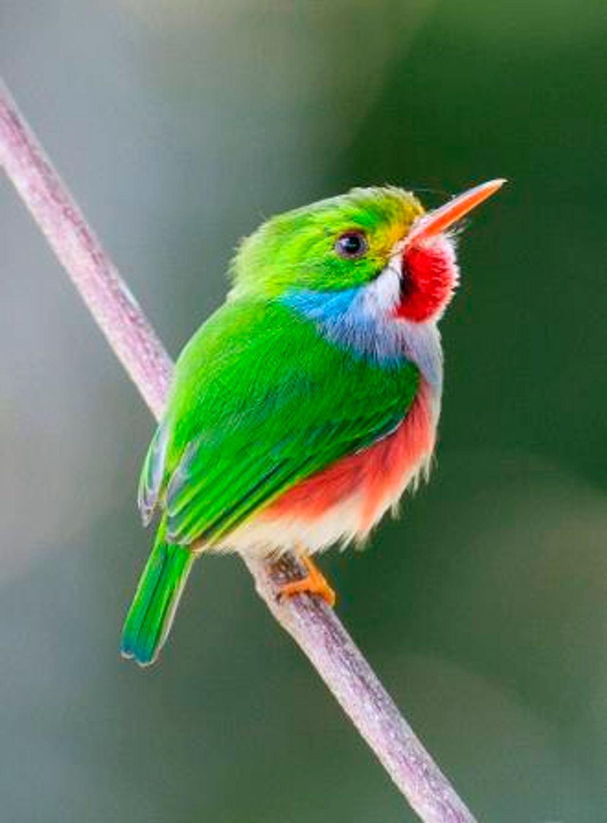 Cuban Tody