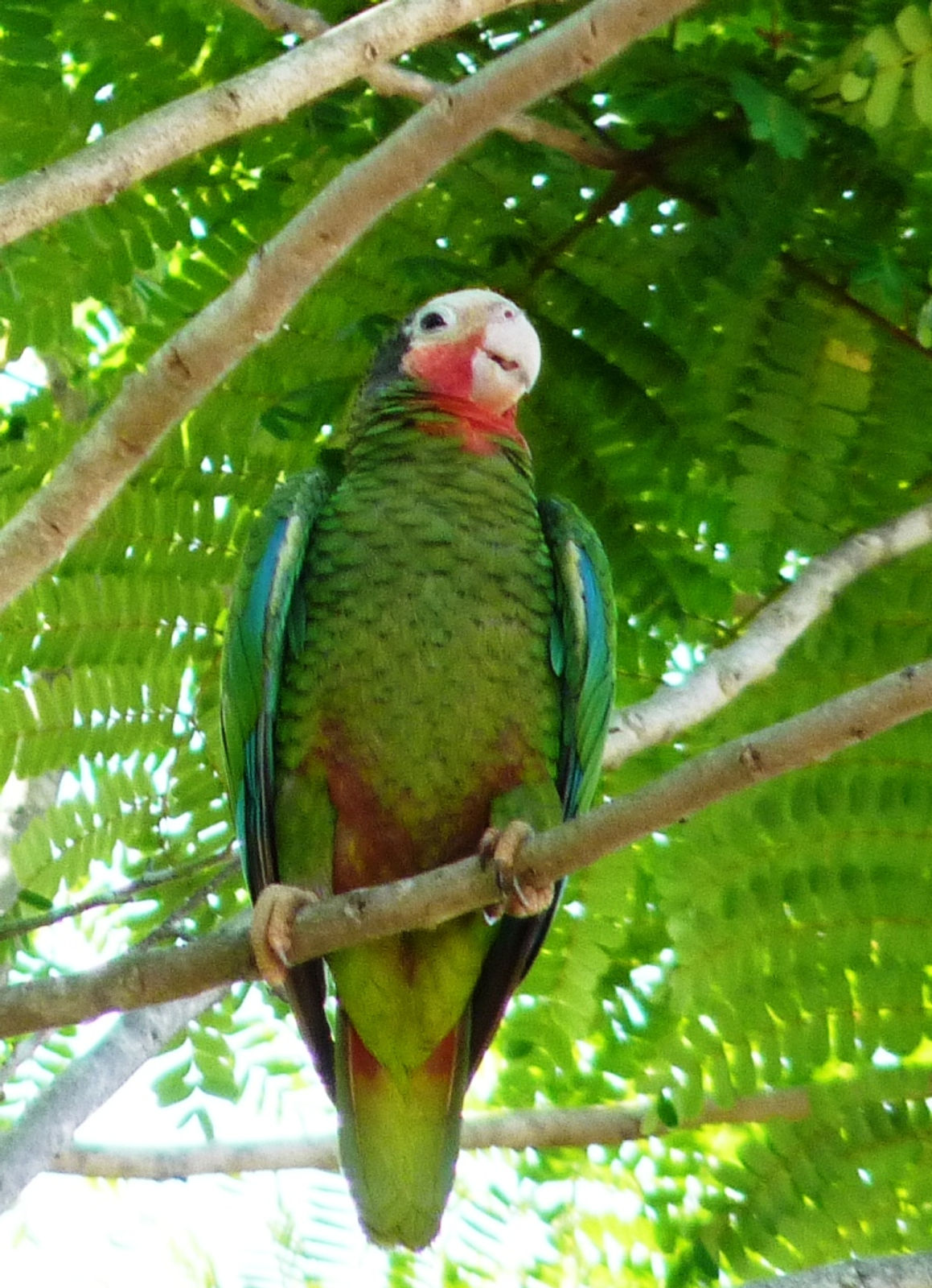Cuban Parrot