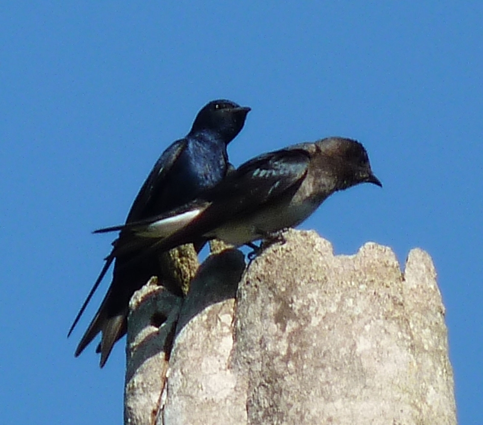 Cuban Martin